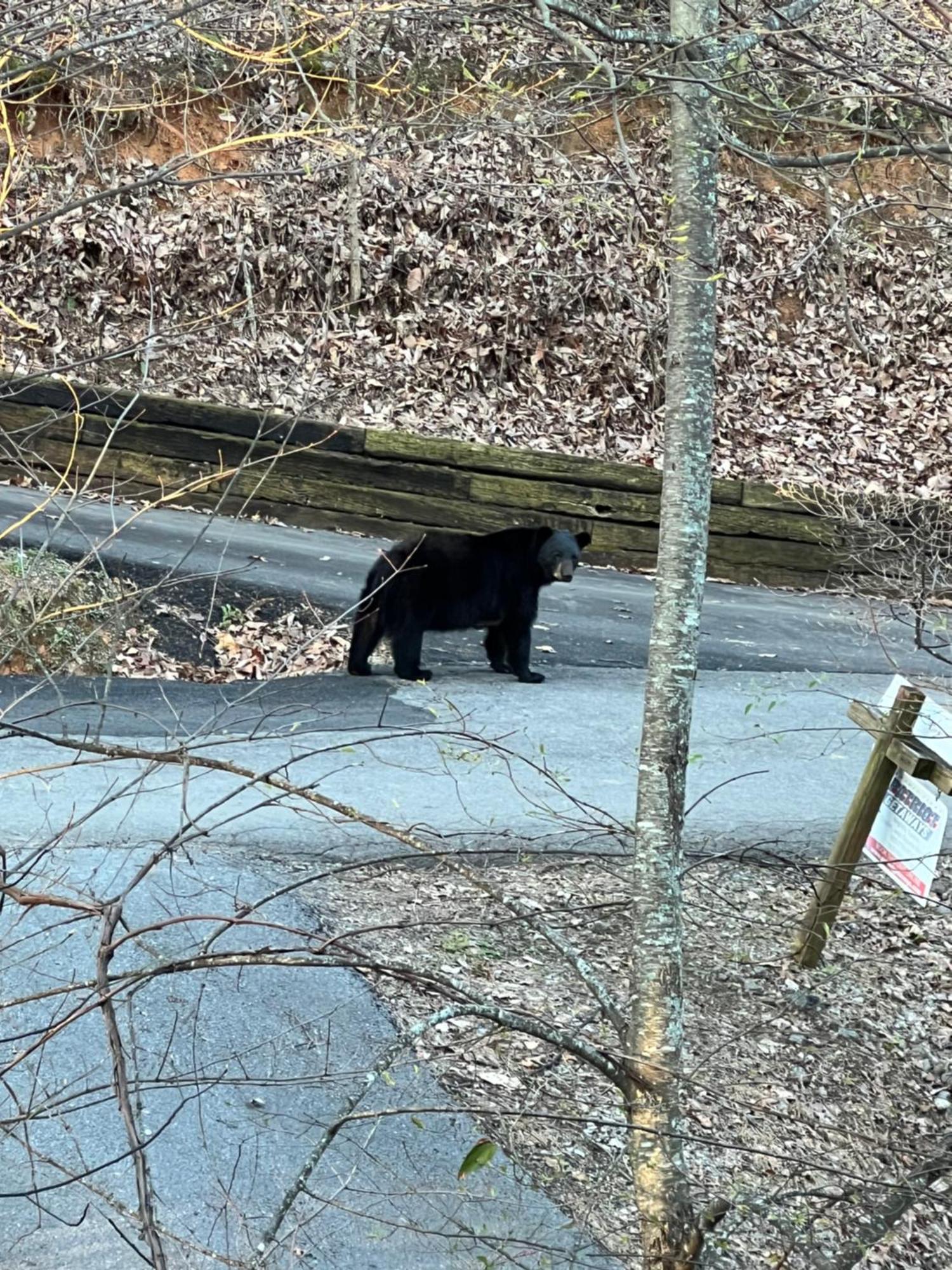 Cozy Family Friendly Cabin With Hot Tub, Near Gatlinburg, Pigeon Forge, Dollywood セバービル エクステリア 写真